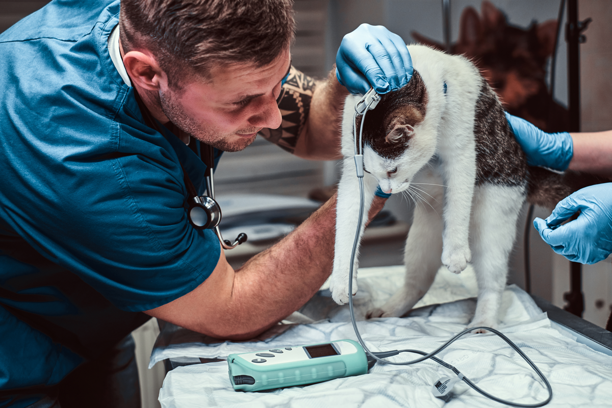 Certificate in Basic Veterinary Care & First Aid (Livestock)
